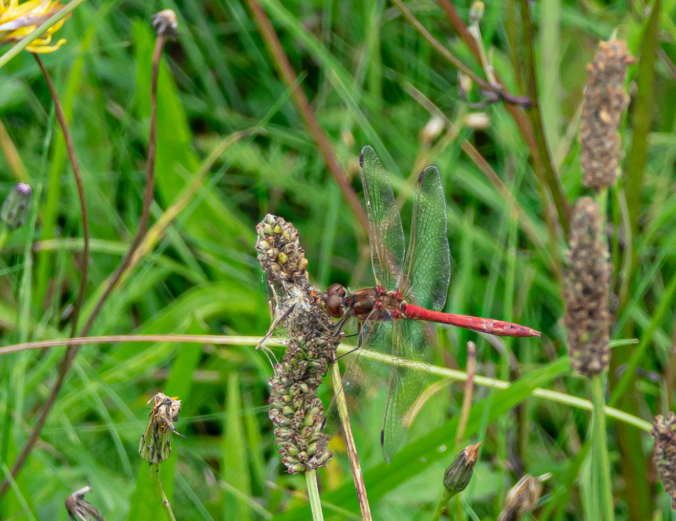 Op 28 augustus in de buurt van Stadskanaal deze libelle